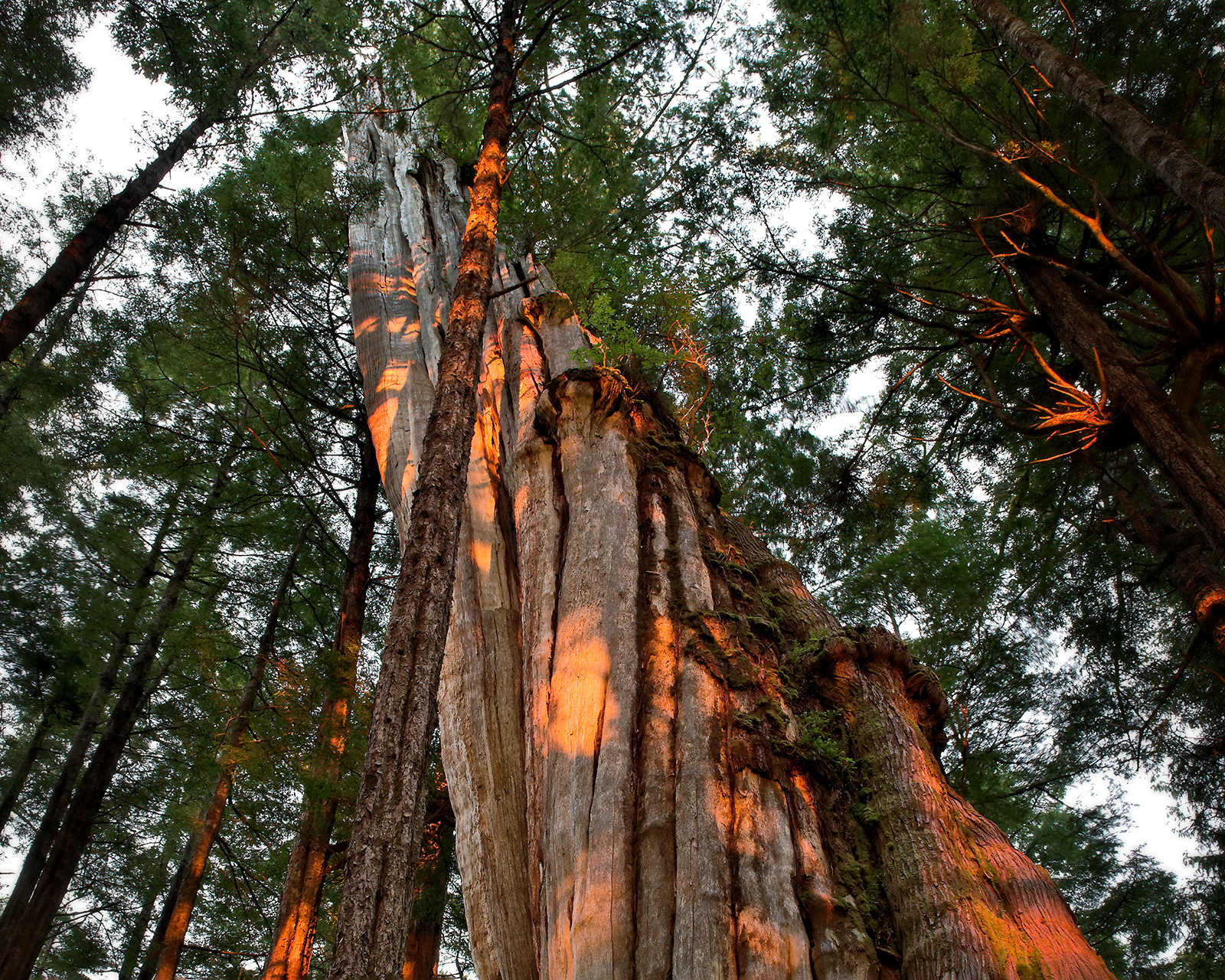 Red Cedar at Sunset