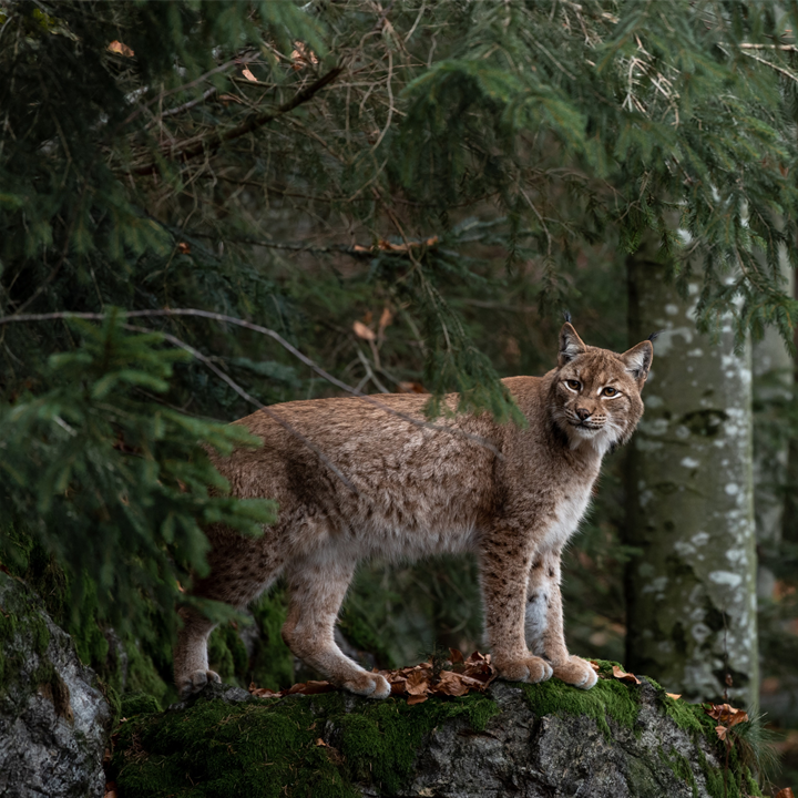 Lynx Opaque Ultra 30%