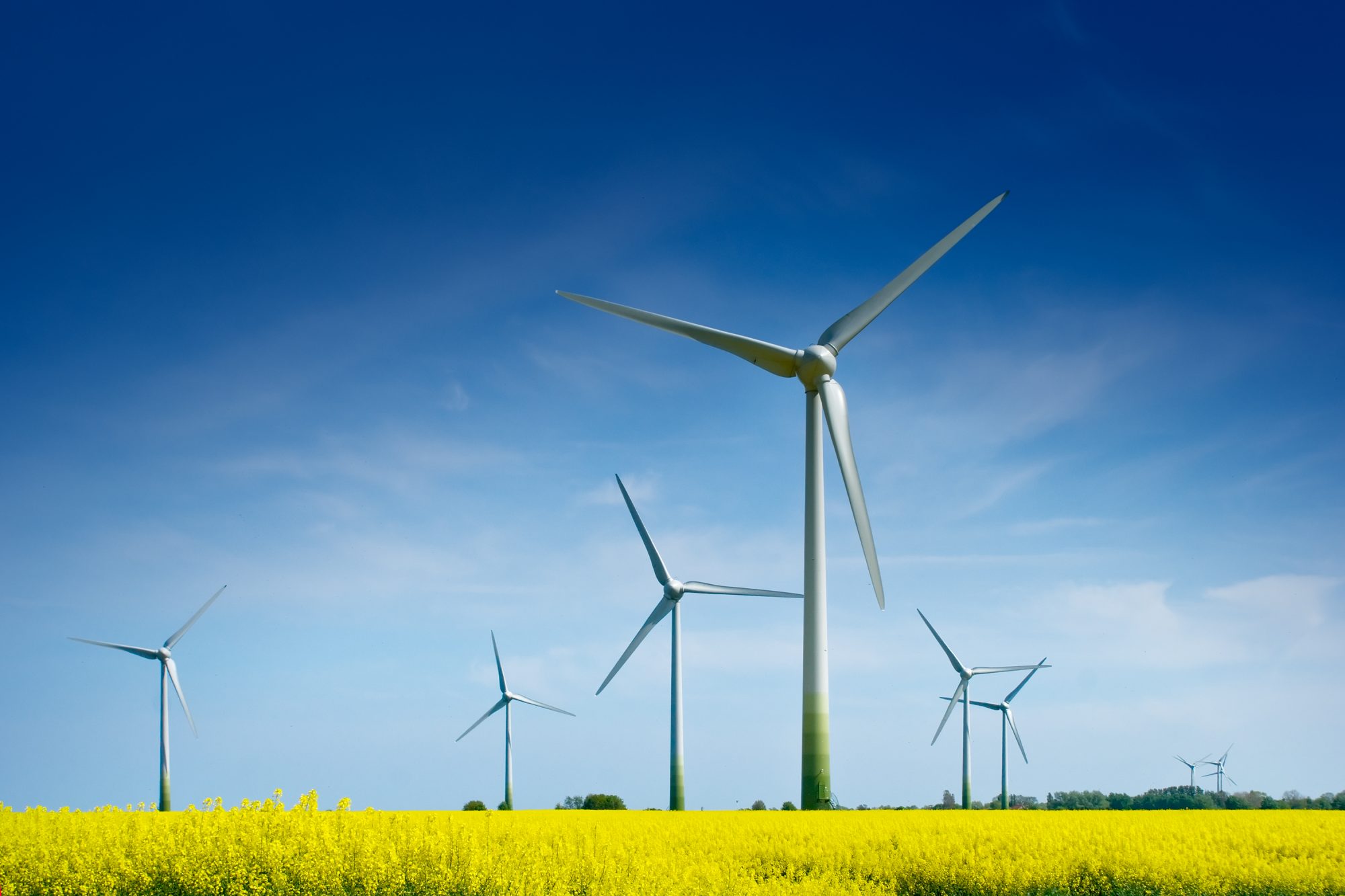 Wind Turbines in a Field